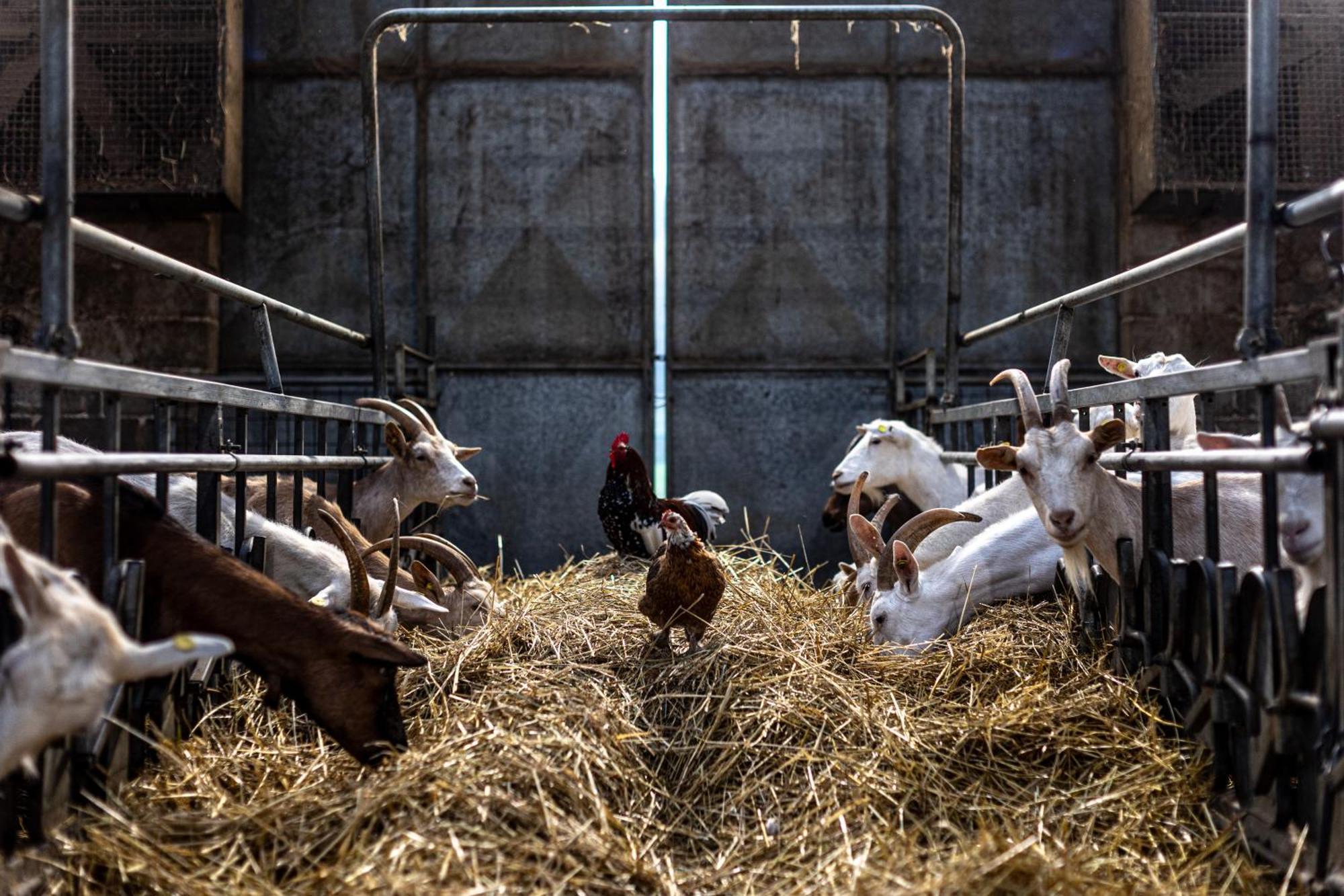 Agriturismo Why Farm Marano Ticino Dış mekan fotoğraf