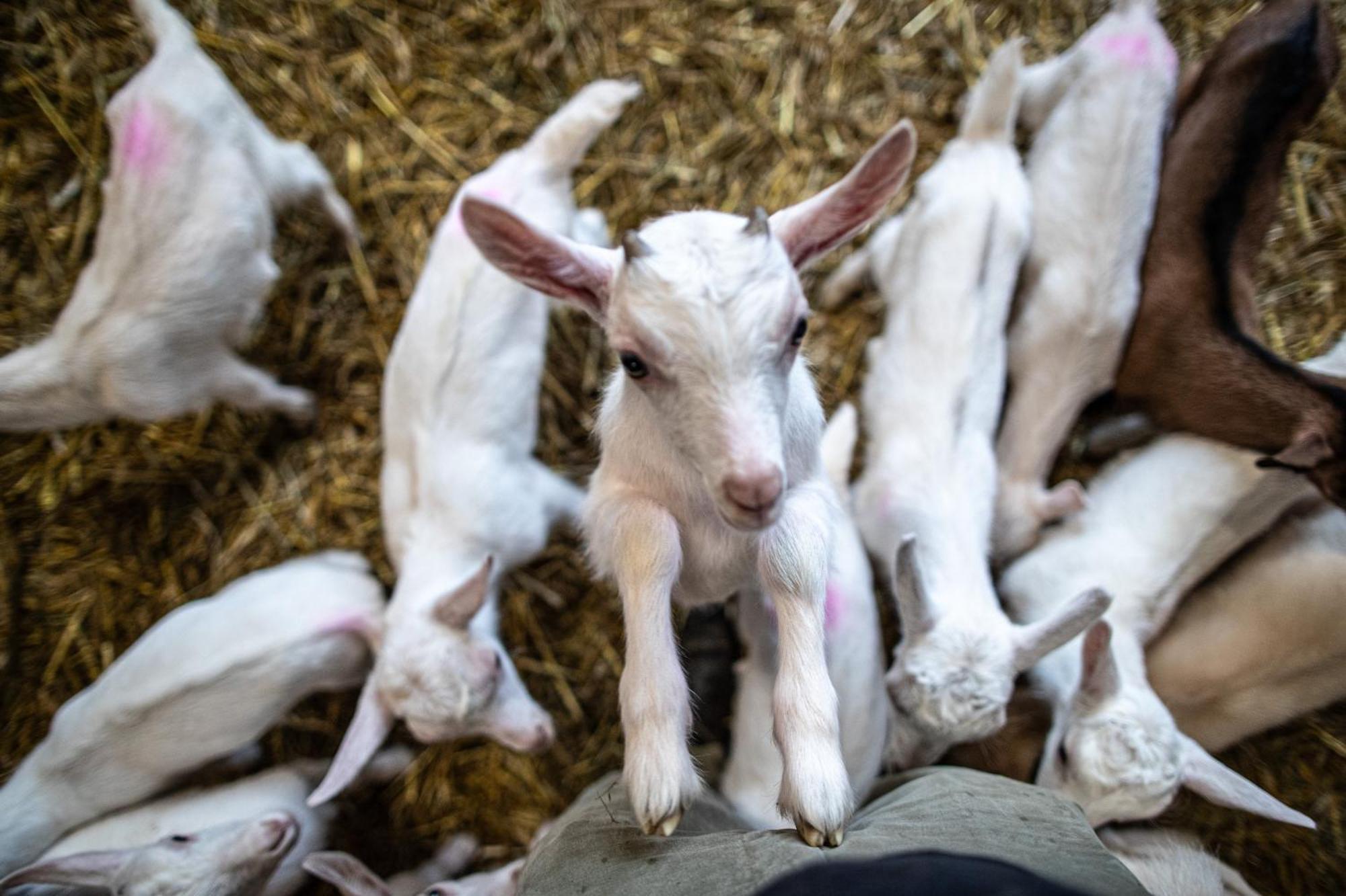 Agriturismo Why Farm Marano Ticino Dış mekan fotoğraf