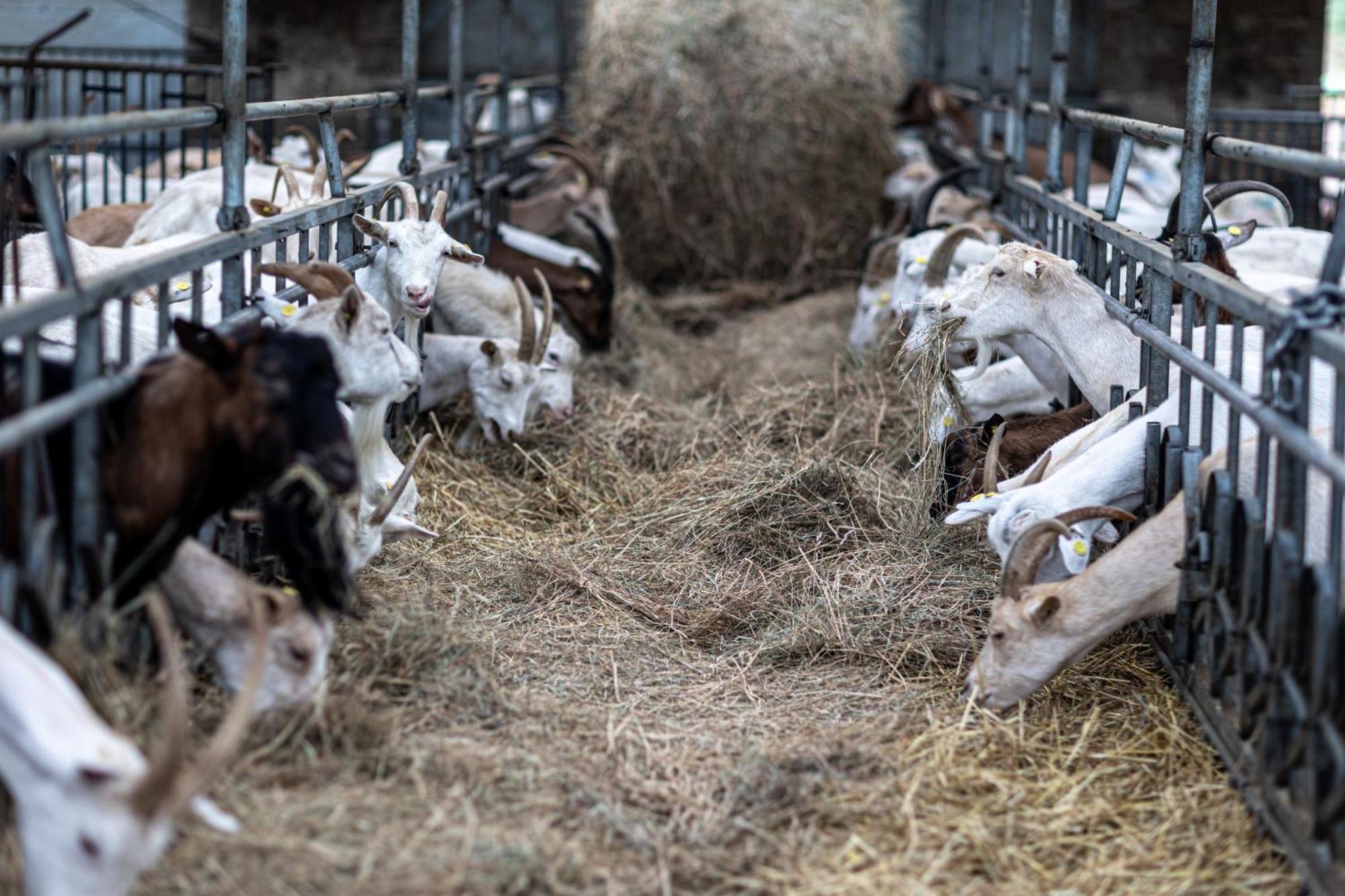 Agriturismo Why Farm Marano Ticino Dış mekan fotoğraf